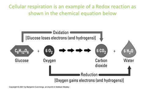 Introduction to cellular respiration and redox .